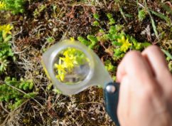 Initiation à la Botanique : Décrire une fleur