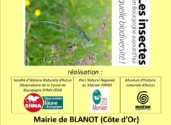 Exposition : les insectes en Bourgogne aujourd’hui, quelle biodiversité !