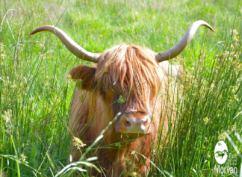 Vaches écossaises, prairies morvandelles !