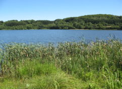 Sur les traces du Castor au lac de Chamboux